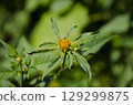 Small yellow Bidens flower with soft green background 129299875