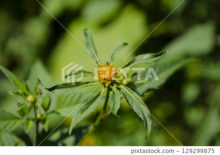 Small yellow Bidens flower with soft green background 129299875