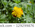Vibrant yellow and orange marigold flower in a lush green garden 129299876