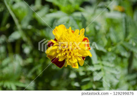 Vibrant yellow and orange marigold flower in a lush green garden Vibrant yellow and orange marigold flower in a lush green garden 129299876