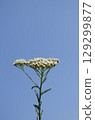 White Yarrow Flowers Against a Clear Blue Sky 129299877