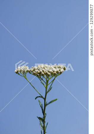 White Yarrow Flowers Against a Clear Blue Sky 129299877