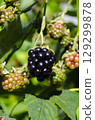 Ripe Blackberries Growing on Bush in Sunlight 129299878