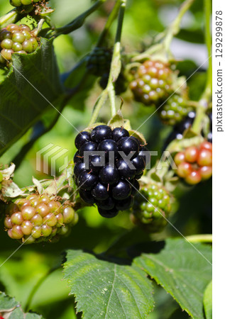 Ripe Blackberries Growing on Bush in Sunlight Ripe Blackberries Growing on Bush in Sunlight 129299878