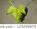 Young grape leaf on vine, vibrant green, new growth, natural sunlight 129299879
