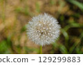 Close up of a dandelion seed head with soft focus background 129299883
