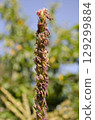 Close up of corn tassel blooming with pollen 129299884