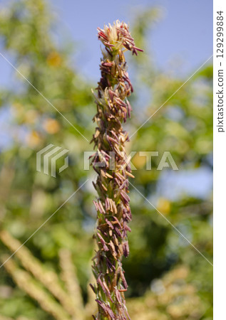 Close up of corn tassel blooming with pollen 129299884