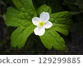 Single white flower on green leaf 129299885