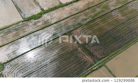 Aerial view of rice field after tractor pull a plow through rice field before planting. Conceptual shot of land after preparing for farming. Aerial view of rice field after tractor pull a plow through rice field before planting. Conceptual shot of land after preparing for farming. 129299886