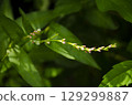 Pink and White Flowers on a Green Plant 129299887