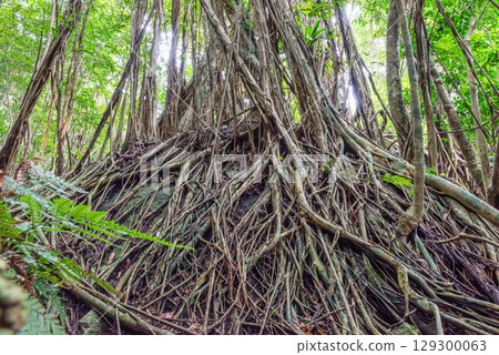 Gajumaru (Ficus Ficus) World Natural Heritage Site Yakushima (June) 129300063