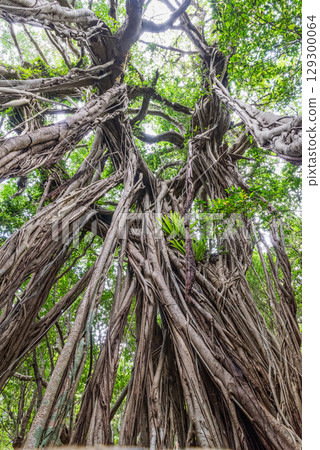 Gajumaru (Ficus Ficus) World Natural Heritage Site Yakushima (June) 129300064
