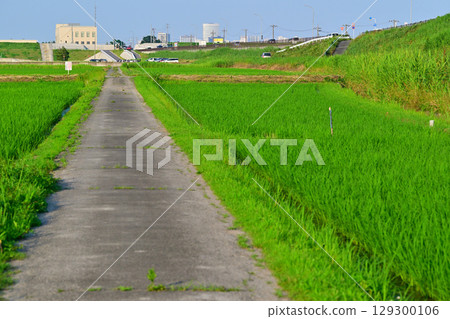 Early summer rural scenery, Arakawa riverbed grain belt, Nishi Ward, Saitama City Early summer rural scenery, Arakawa riverbed grain belt, Nishi Ward, Saitama City 129300106
