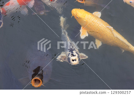 Carp, Izushi Castle, Castle Town, Clock Tower, Izushi Town, Toyooka City, Hyogo Prefecture 129300257