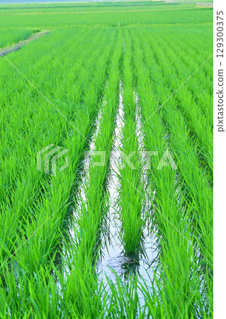 Early summer rural scenery, Arakawa riverbed grain belt, Nishi Ward, Saitama City 129300375