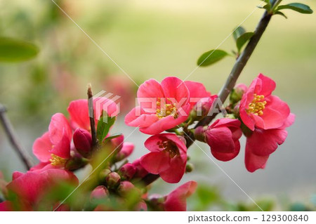 Japanese quince flowers that add color to early spring Japanese quince flowers that add color to early spring 129300840
