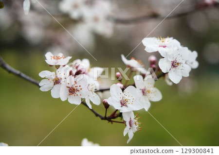 春天裡的朱紅梅花 春天裡的朱紅梅花 129300841