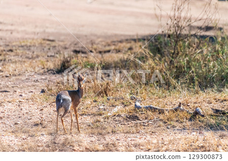 Close-up of a Dik dik 129300873