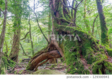 Three-legged Yakusugi Cedar, Shiratani Unsuikyo Gorge, Yakushima (May) 129300941