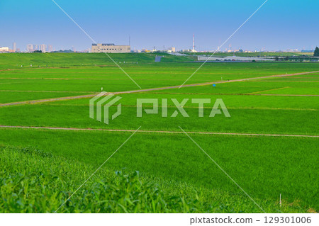 Early summer rural scenery, Arakawa riverbed grain belt, Nishi Ward, Saitama City Early summer rural scenery, Arakawa riverbed grain belt, Nishi Ward, Saitama City 129301006