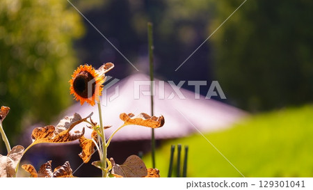 Sunflowers past their peak Sunflowers past their peak 129301041