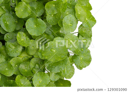 Fresh gotu kola leaves covered with water droplets. 129301090