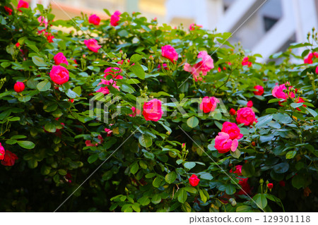 A beautiful rose bush in a public park in Japan 129301118