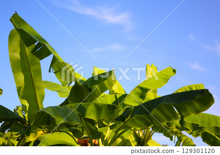 Green leaves of banana tree Green leaves of banana tree 129301120