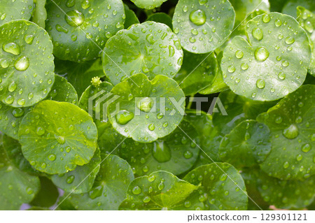 Green leaves of centella asiatica with rain drop (Gotu Kola) Fresh herb plant 129301121
