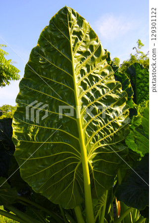A large, glossy green leaf of Alocasia macrorrhizos shines A large, glossy green leaf of Alocasia macrorrhizos shines 129301122