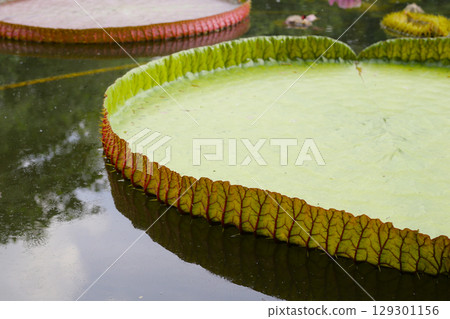 Victoria or giant waterlily is a genus of water-lilies Victoria or giant waterlily is a genus of water-lilies 129301156