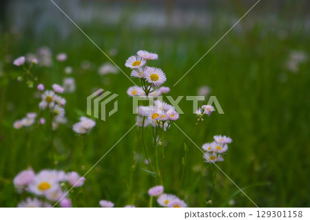 Eastern daisy fleabane (Erigeron annuus) flowers blooming in a grassy field. 129301158