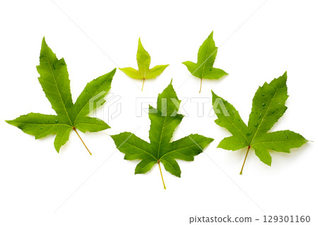 Maple green leaves on a white background. 129301160