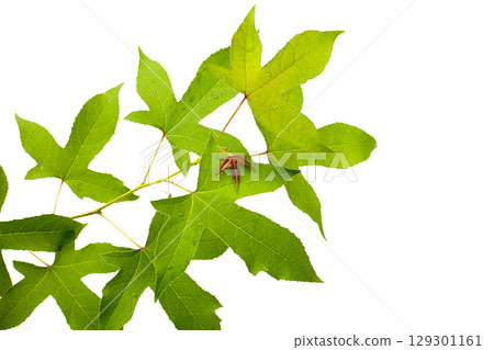 Maple green leaves branch on a white background. 129301161