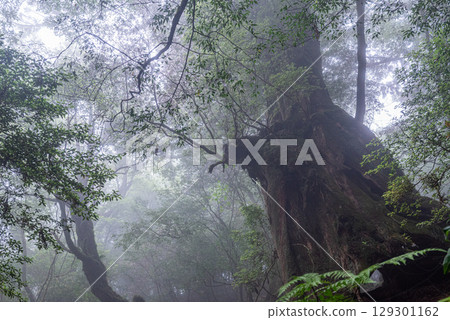 屋久杉雷神、屋久島白谷雲水峽(5月) 屋久杉雷神、屋久島白谷雲水峽(5月) 129301162
