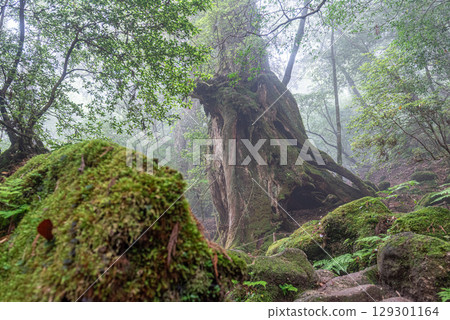 Yakusugi Thunder God, Yakushima Shiratani Unsuikyo Gorge (May) Yakusugi Thunder God, Yakushima Shiratani Unsuikyo Gorge (May) 129301164