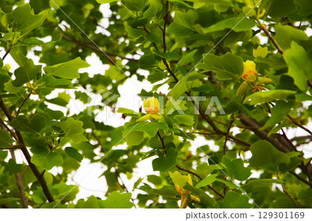 Tulip tree branches with green leaves and blooming flowers Tulip tree branches with green leaves and blooming flowers 129301169