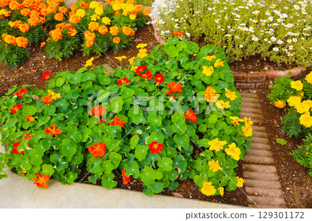 Nasturtium plant, flower with green leaves 129301172