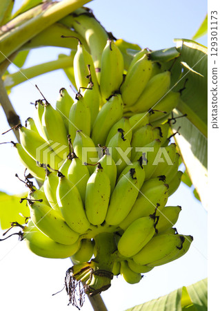 A cluster of green bananas hanging from a banana tree 129301173
