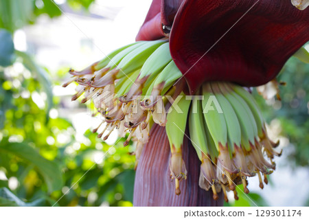 Young green bananas growing with purple blossom. 129301174