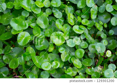 Centella asiatica (gotu kola). Fresh green leaves herb background. 129301200