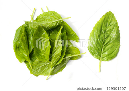 Holy basil leaves on white background. 129301207
