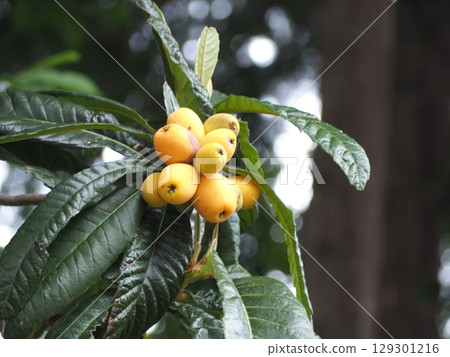 Loquat 129301216