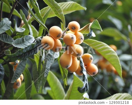 Loquat 129301218