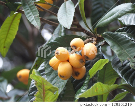 Loquat Loquat 129301219