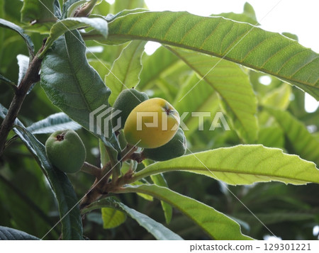 Loquat Loquat 129301221
