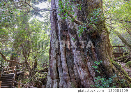 屋久島國立公園的屋久杉（五月），這座島嶼的見證者 129301309