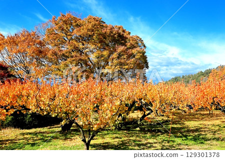Autumn leaves in Tojo apricot fields 129301378
