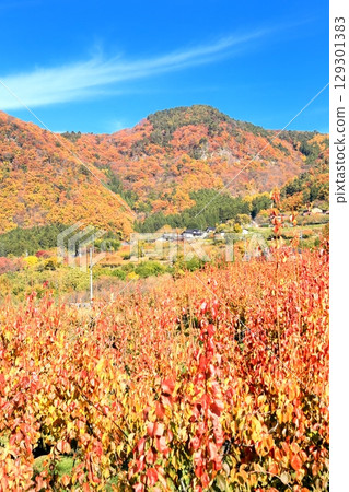 Autumn leaves in Tojo apricot fields 129301383